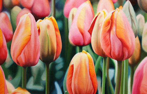 Group of growing tulip buds in pink orange and yellow varigation.