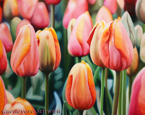 Group of growing tulip buds in pink orange and yellow varigation.