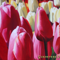 Oil on wood, 12" x 18" Close up realistic painting of pink tulips with white tulips in the distance