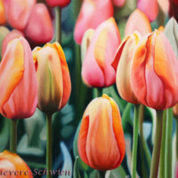 Oil on wood, 11" x 14"
SOLD Group of growing tulip buds in pink orange and yellow varigation.