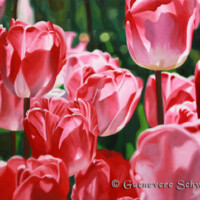 Oil on wood, Tight cluster of Red, Pink and White tulips back light by the sun.
